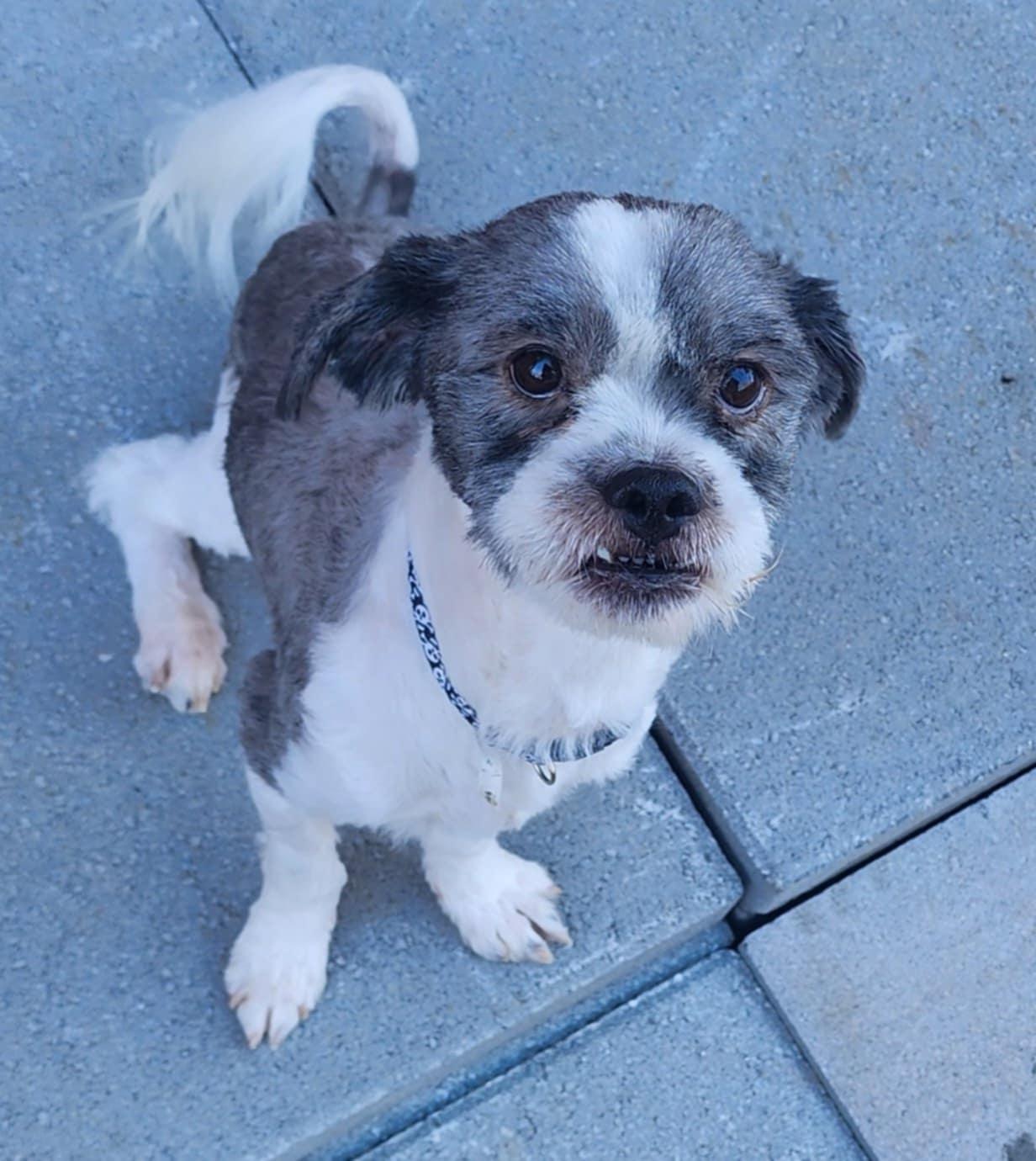 REGGIE, a ADOPTABLE mixed breed in Manassas, VA image 3/4