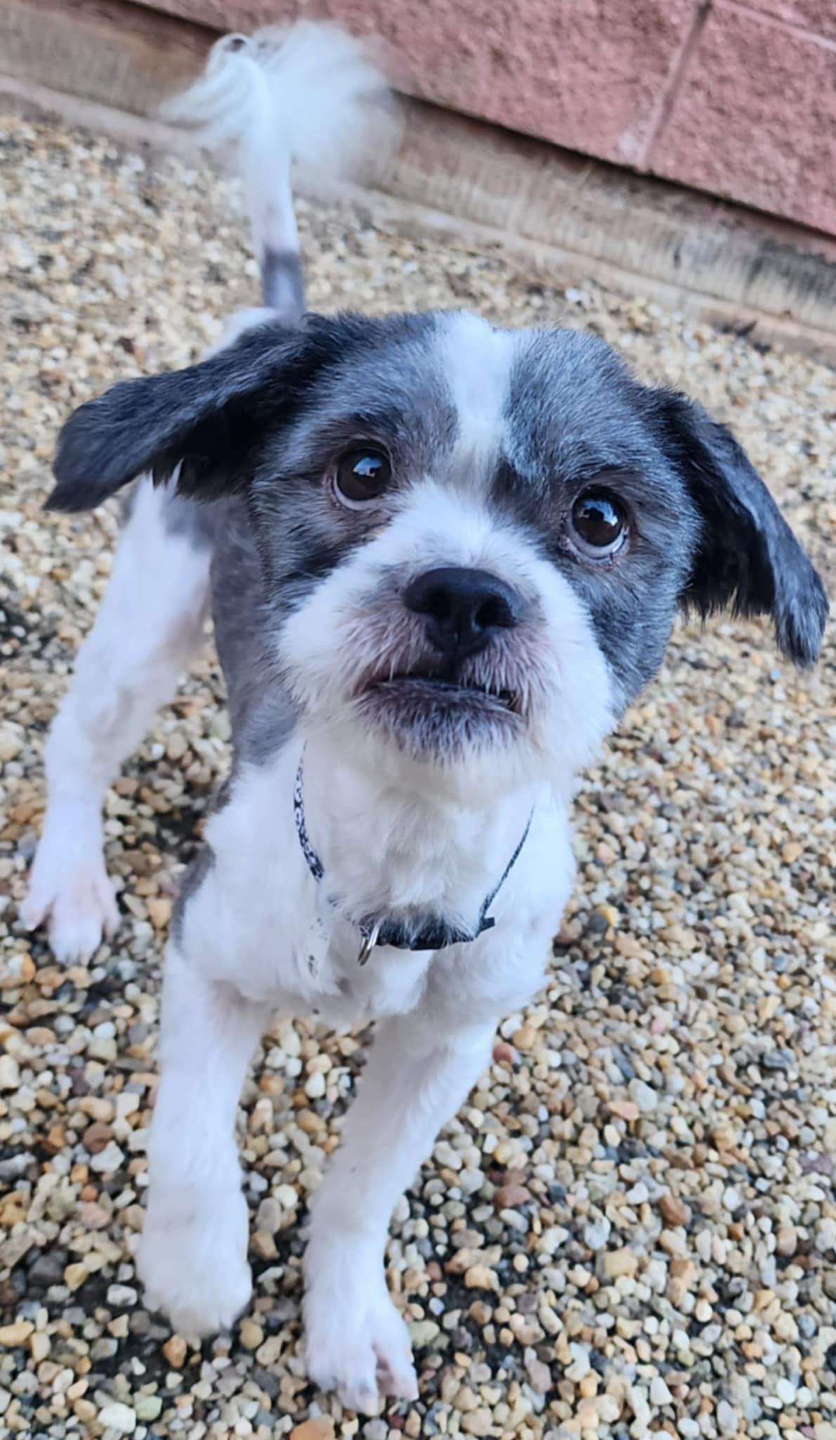 REGGIE, ADOPTABLE, Adult Male Lhasa Apso.