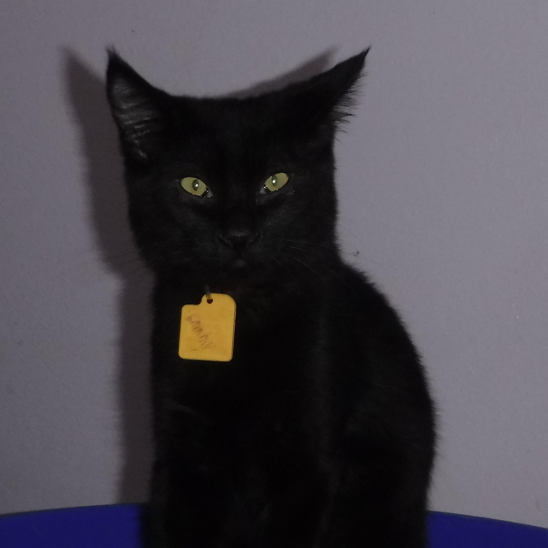 Enlarge Sammy - Super Cute Little Dude, a Adoptable mixed breed in Hoquiam, WA image 1/5