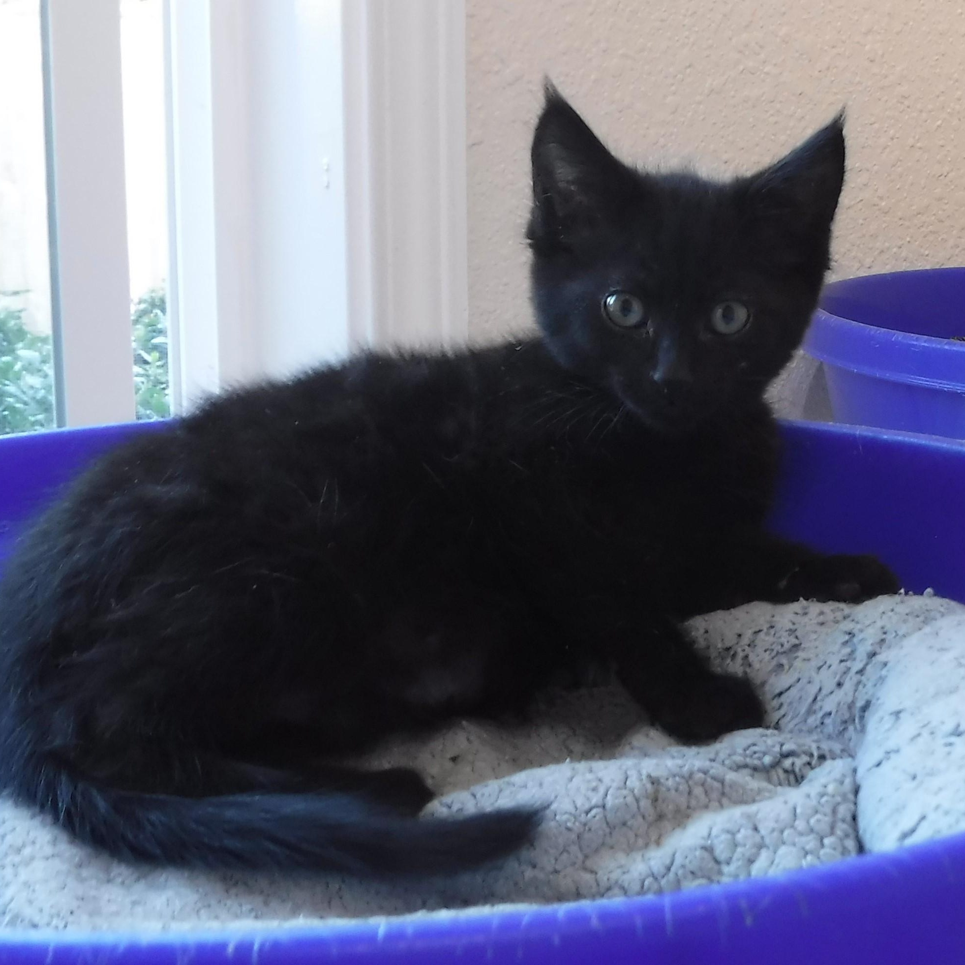 Enlarge Sammy - Super Cute Little Dude, a Adoptable mixed breed in Hoquiam, WA image 2/5