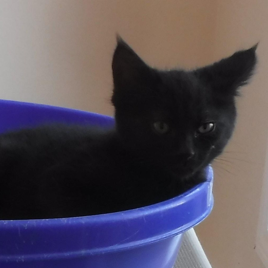 Enlarge Sammy - Super Cute Little Dude, a Adoptable mixed breed in Hoquiam, WA image 3/5