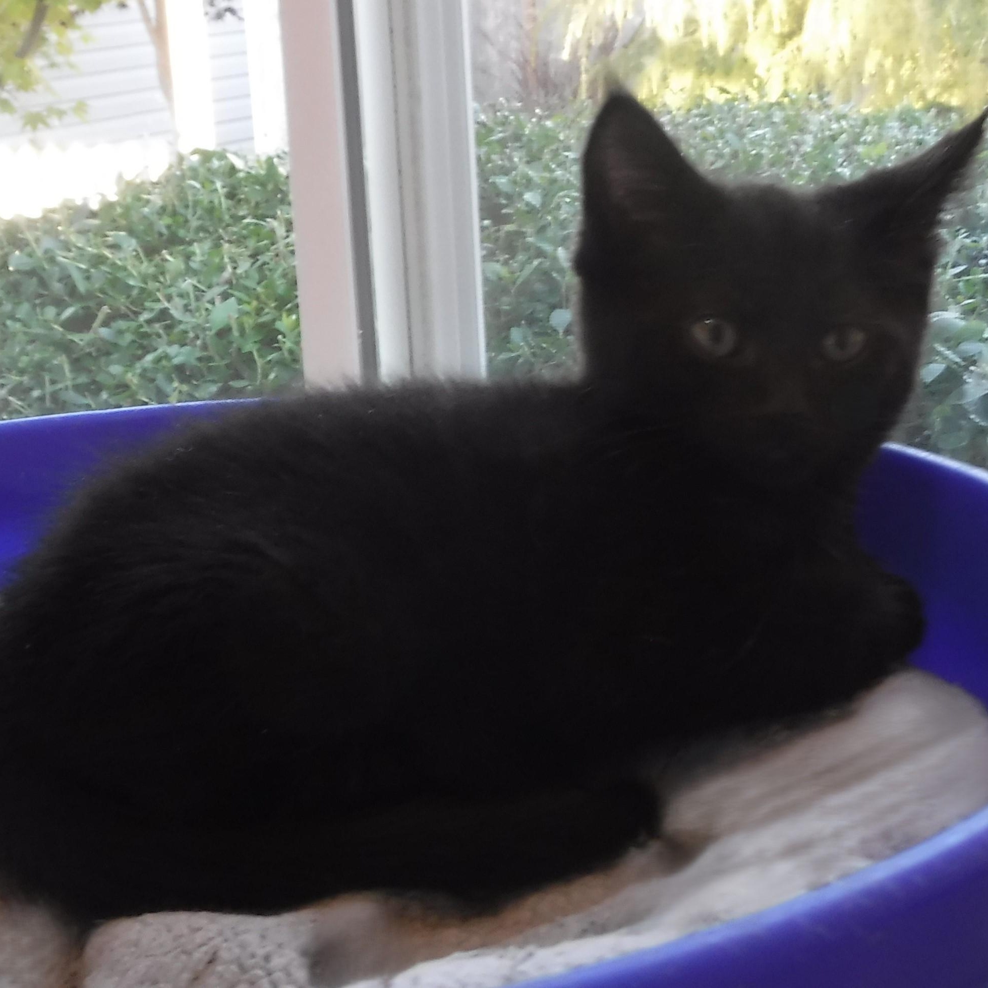 Enlarge Sammy - Super Cute Little Dude, a Adoptable mixed breed in Hoquiam, WA image 5/5