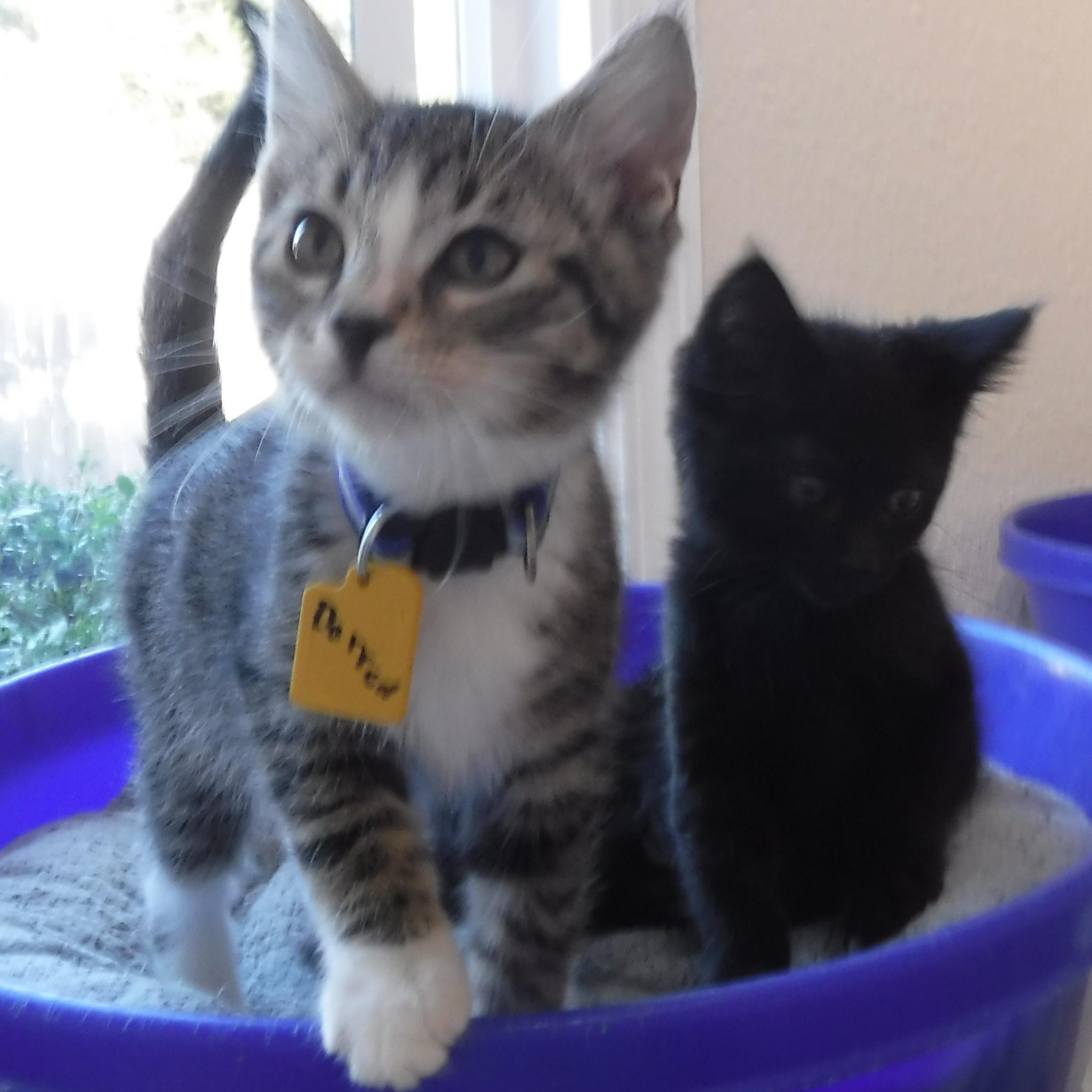 Enlarge Sammy - Super Cute Little Dude, a Adoptable mixed breed in Hoquiam, WA image 4/5