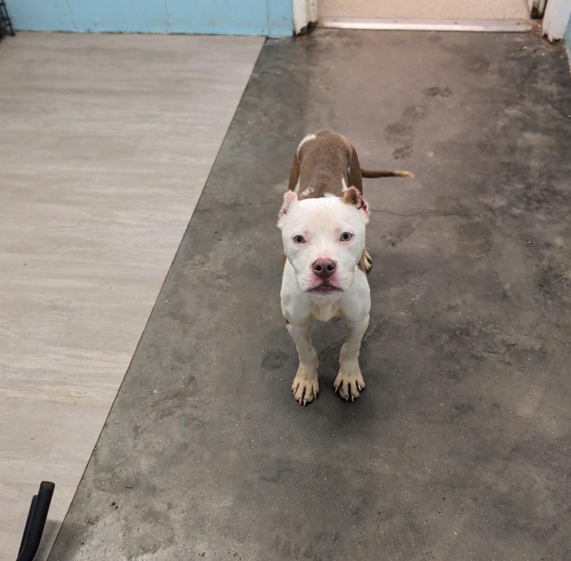 Enlarge Crystal, a Adoptable mixed breed in Petersburg, VA image 2/4