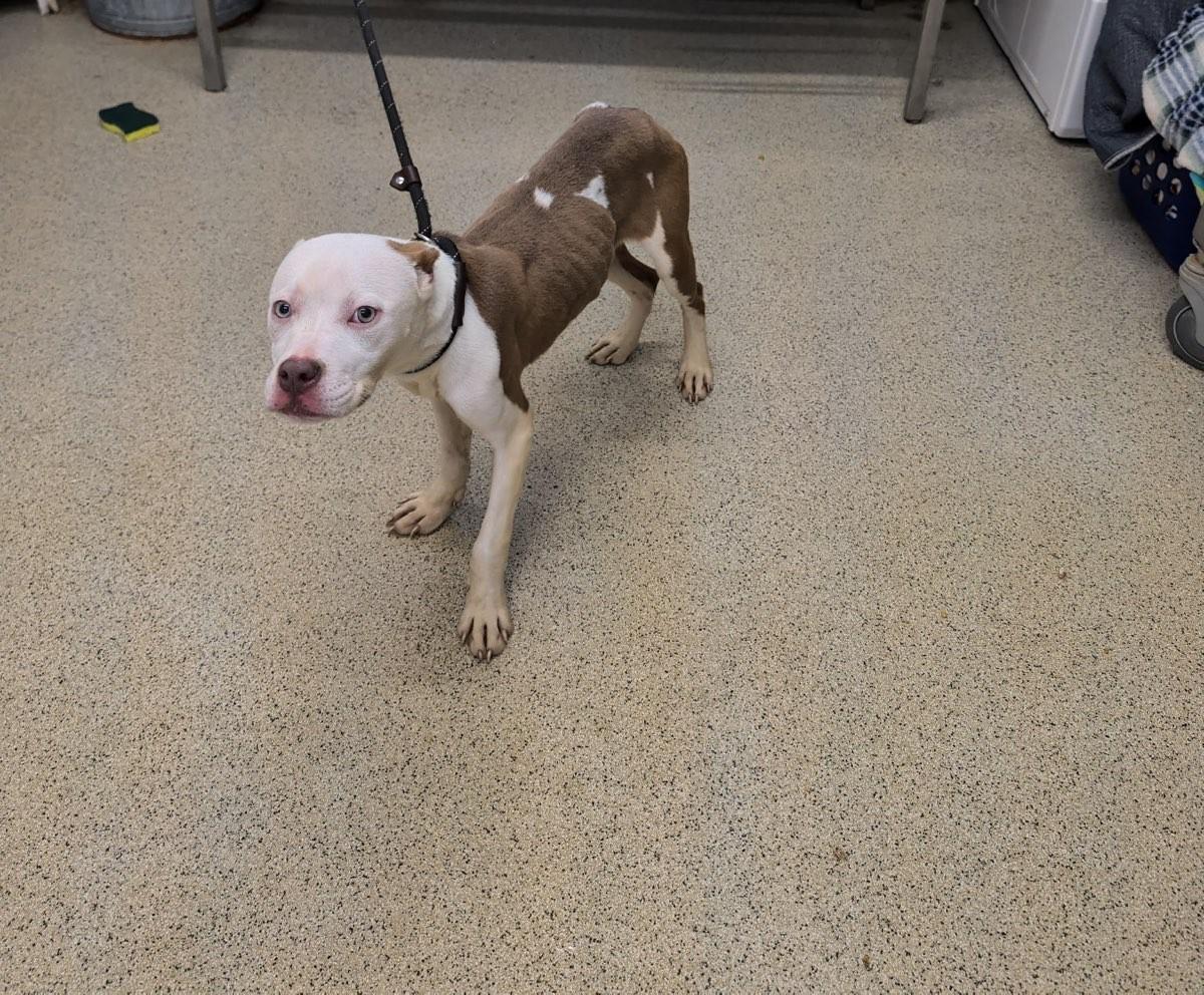 Enlarge Crystal, a Adoptable mixed breed in Petersburg, VA image 3/4