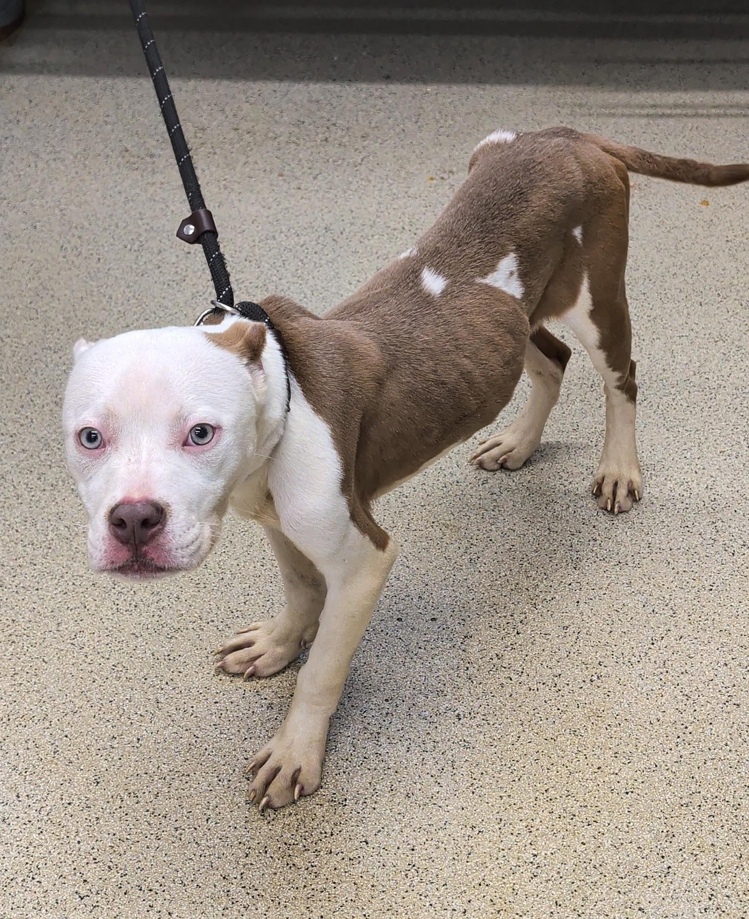 Crystal, Adoptable, Puppy Female Pit Bull Terrier.