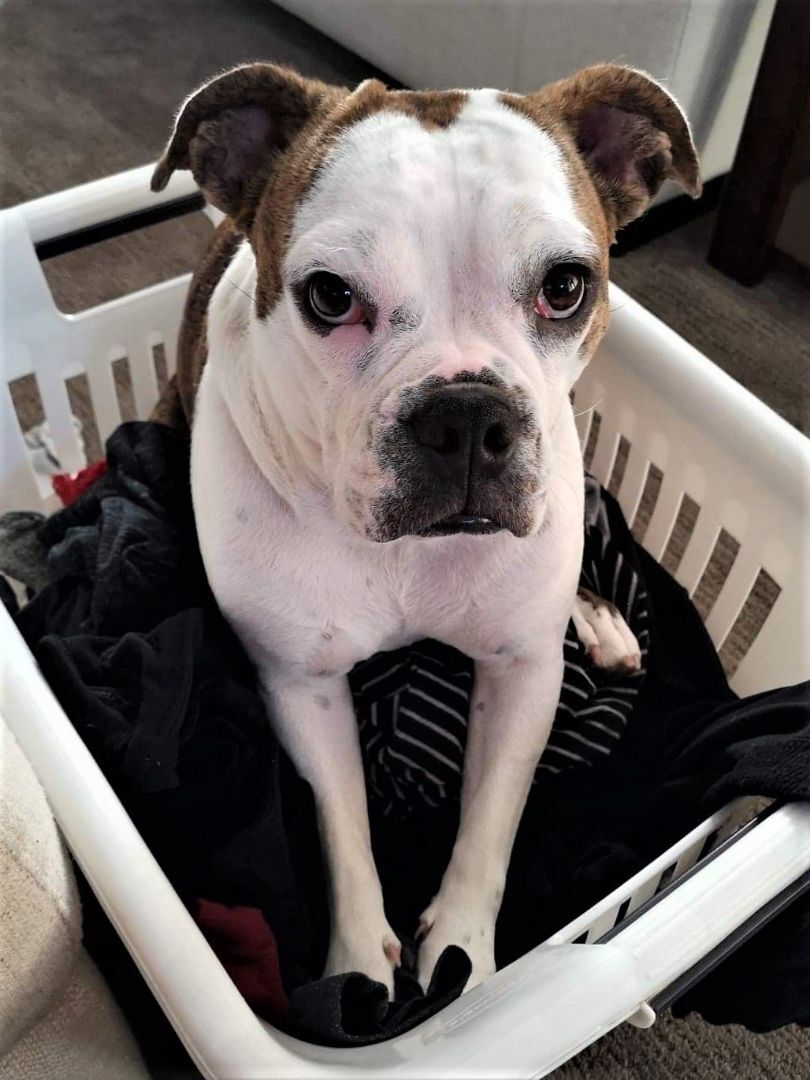 Sweetie Pie, a Adoptable mixed breed in St Joachim, ON image 2/12