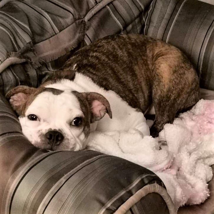 Sweetie Pie, a Adoptable mixed breed in St Joachim, ON image 3/12