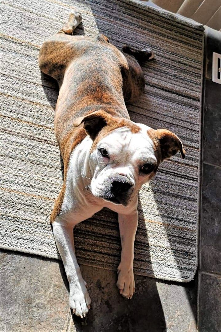 Sweetie Pie, a Adoptable mixed breed in St Joachim, ON image 4/12