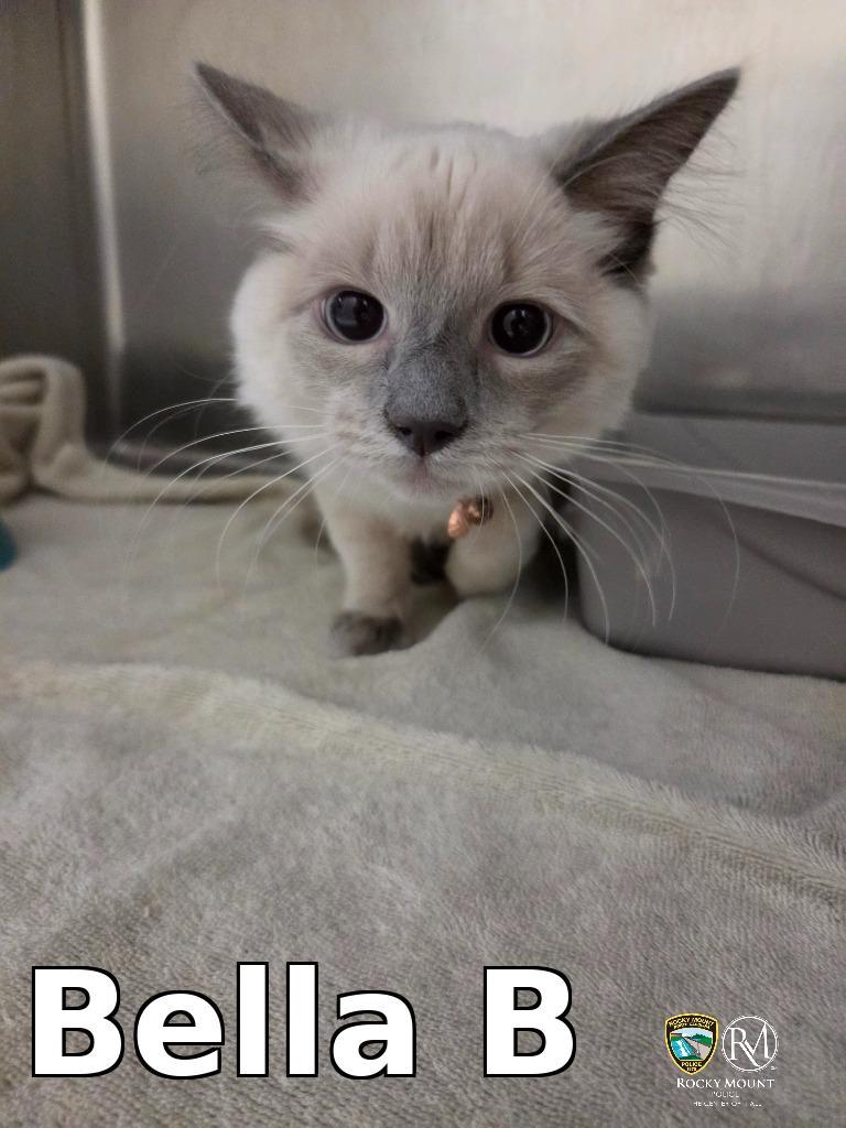 Bella B, Adopted, Kitten Female Siamese.