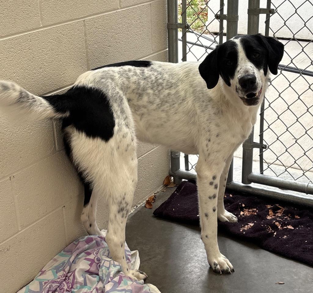 Moon, Adoptable, Adult Female English Pointer & Great Pyrenees.