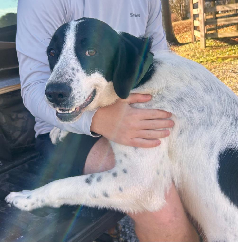 Enlarge Moon, a Adoptable mixed breed in Greeneville, TN image 2/2