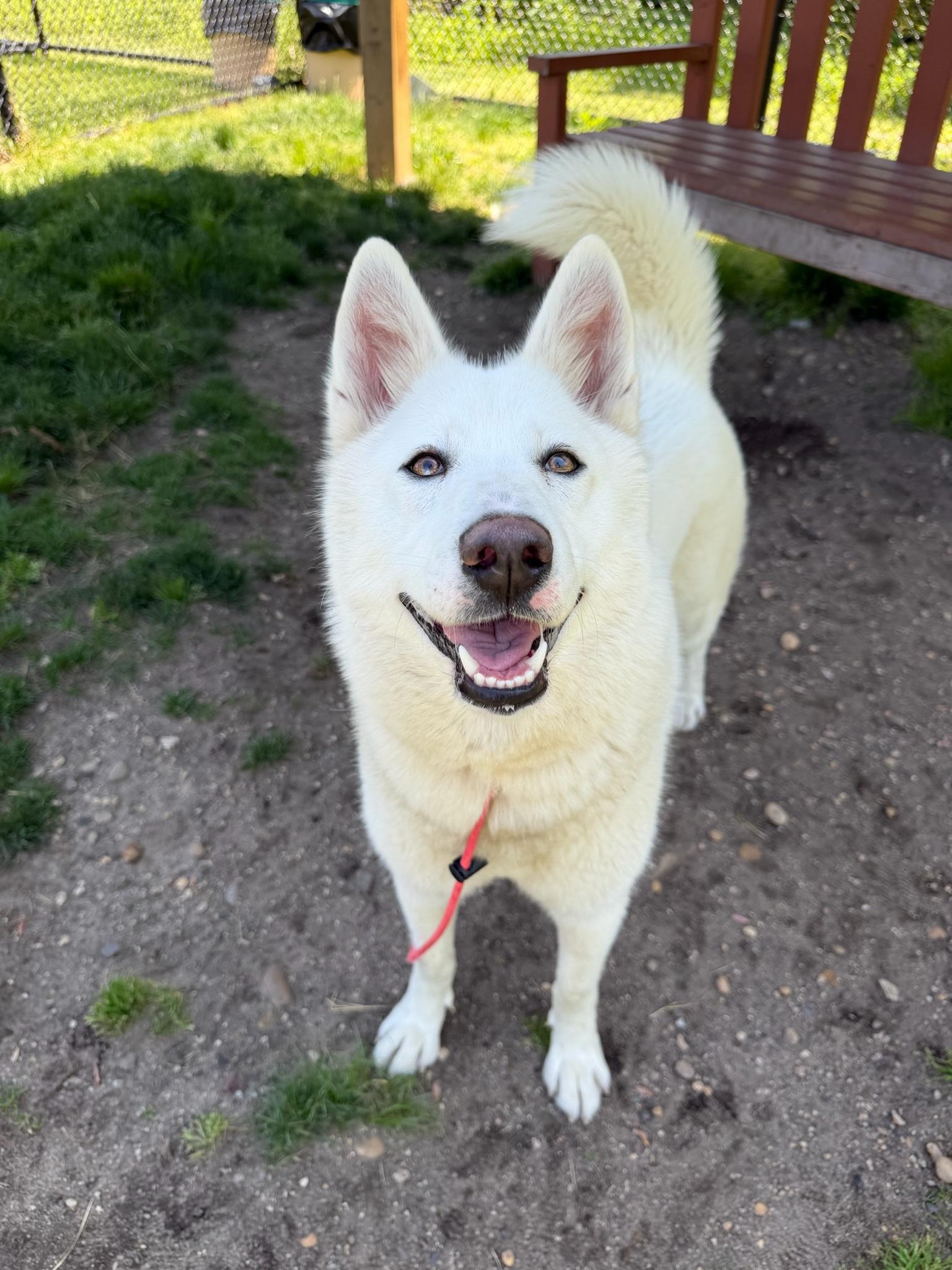 Enlarge Koi Tag 707, a ADOPTABLE Husky in Central Islip, NY image 1/1