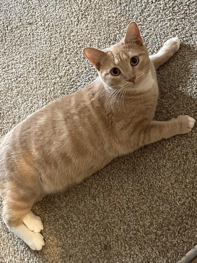 Enlarge Papaya  - ET, a Adoptable Domestic Short Hair in Greenville, SC image 1/1