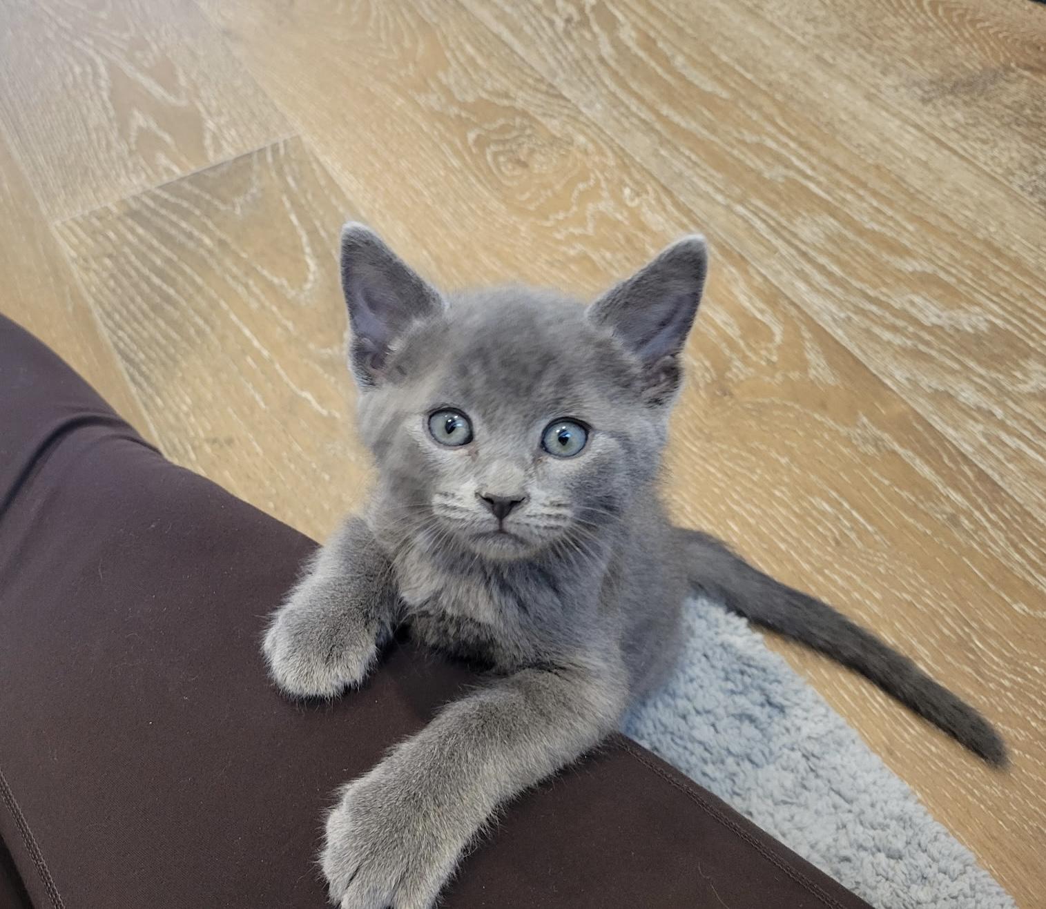 Frost, Adopted, Kitten Male Domestic Short Hair.