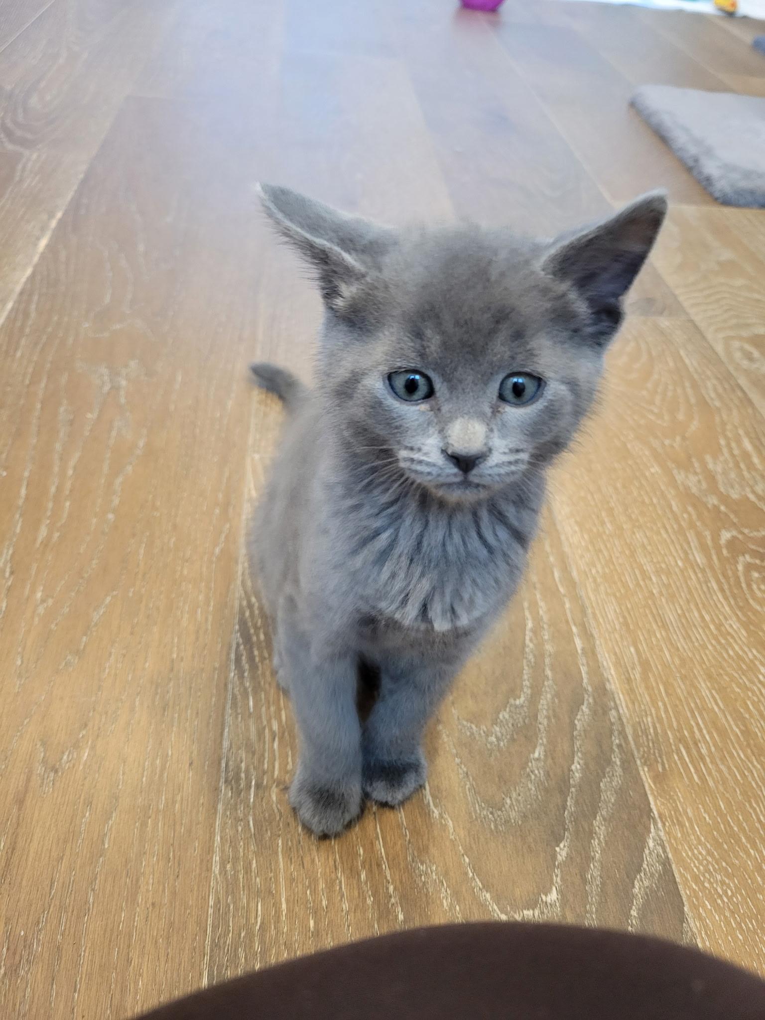 Enlarge Frost, a Adopted mixed breed in Hurricane, UT image 2/2