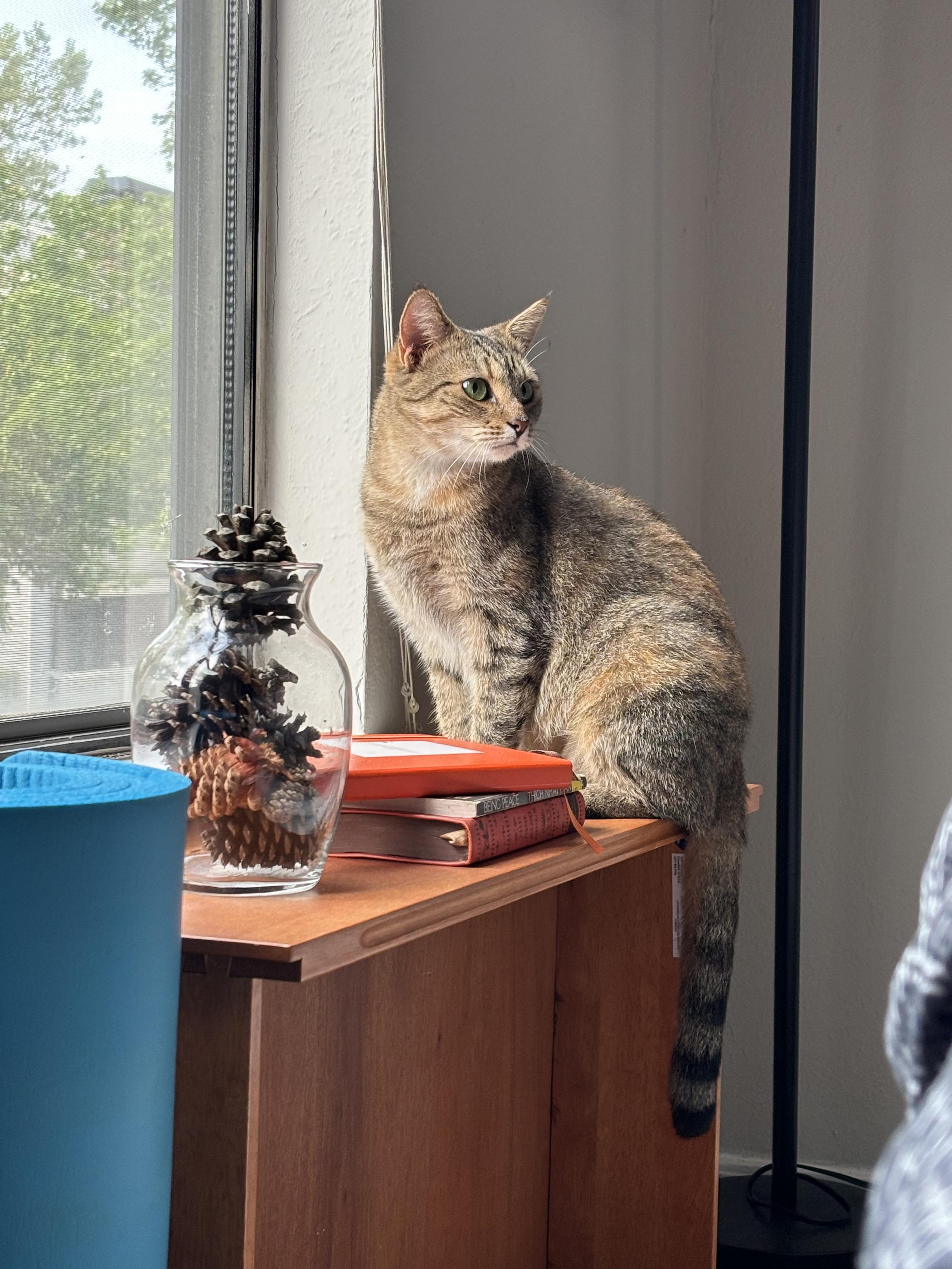 Enlarge Yvette, a Adoptable Domestic Short Hair in Avondale Estates, GA image 5/6
