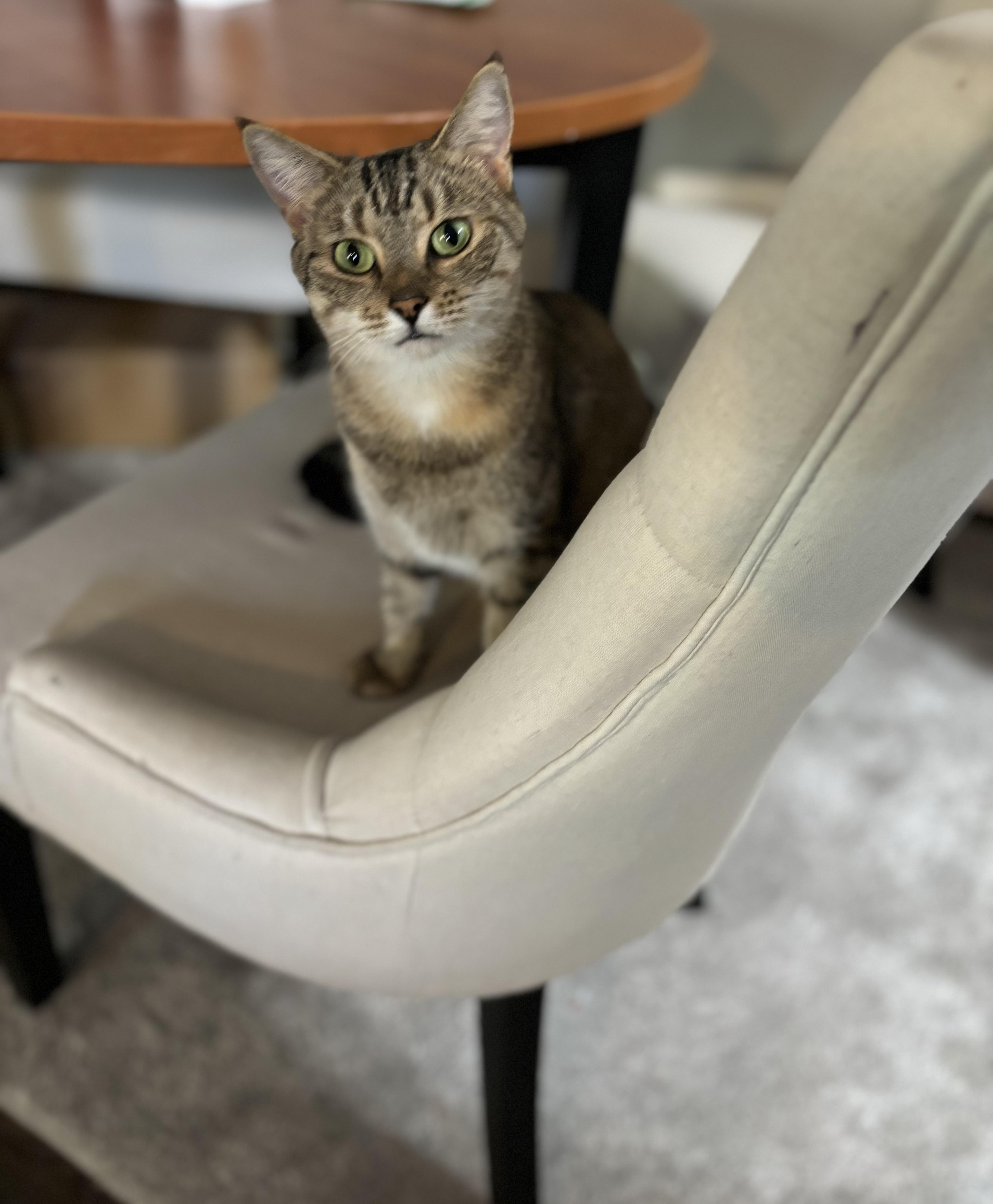 Enlarge Yvette, a Adoptable Domestic Short Hair in Avondale Estates, GA image 1/6