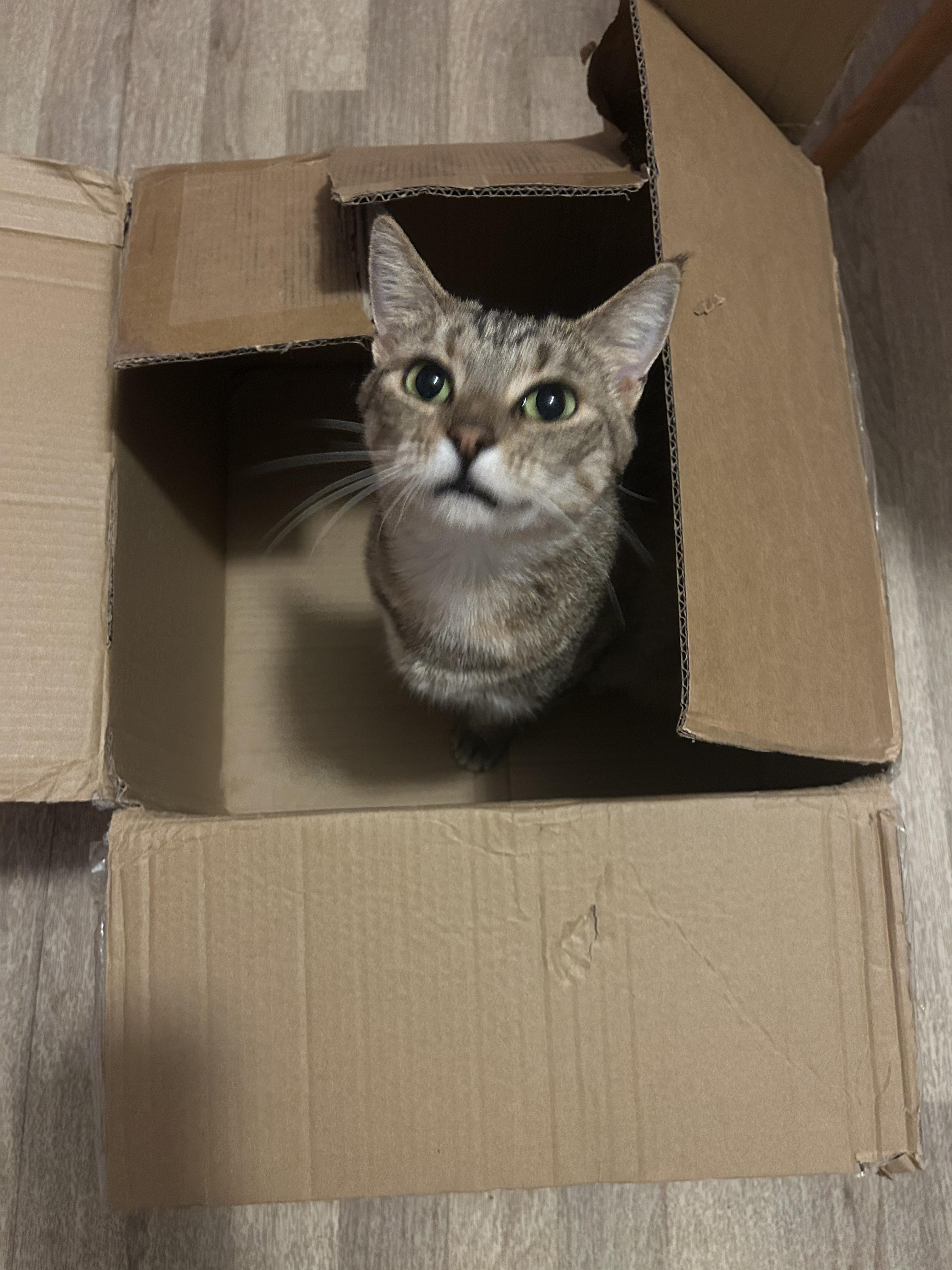 Enlarge Yvette, a Adoptable Domestic Short Hair in Avondale Estates, GA image 4/6