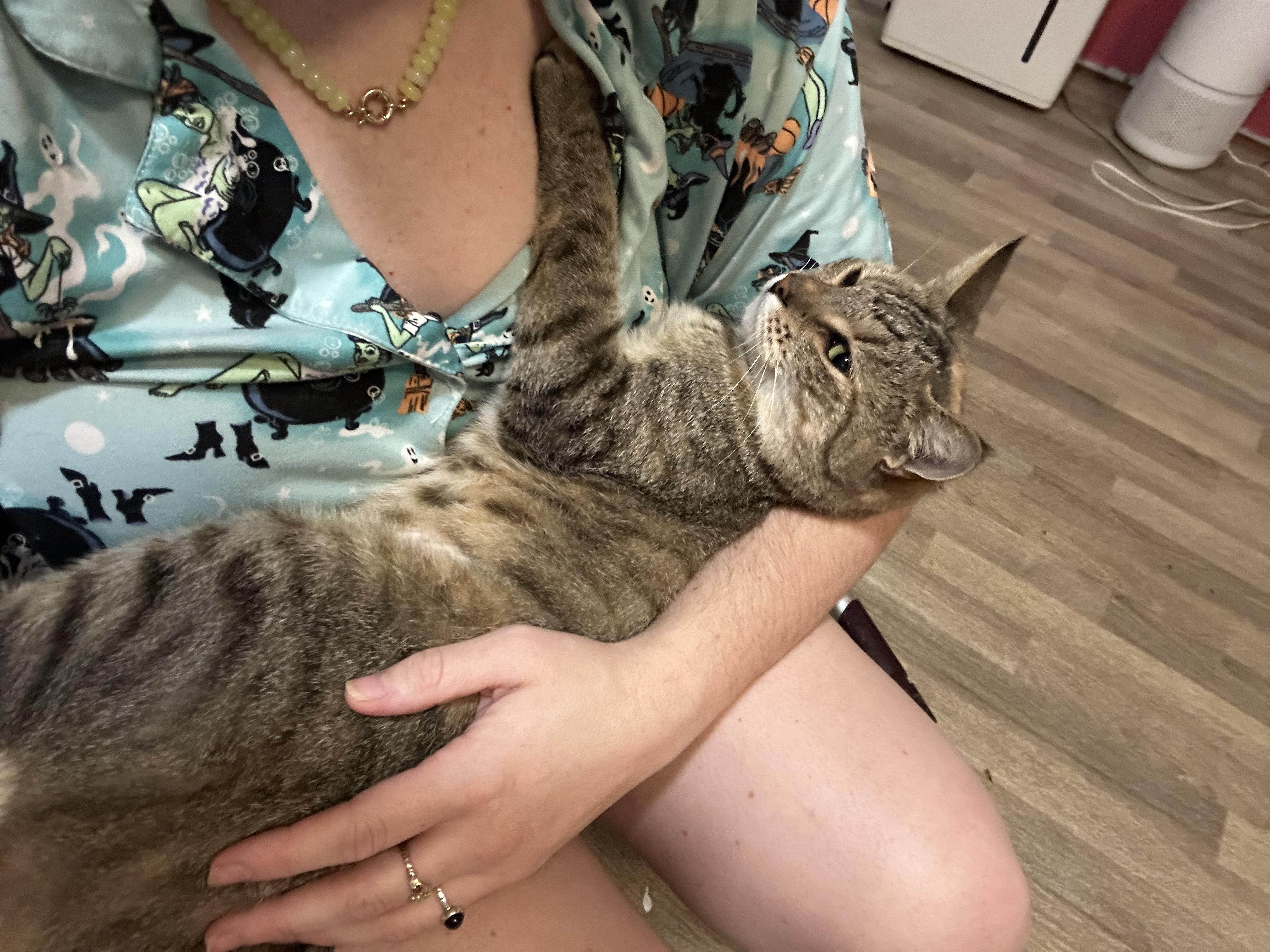 Enlarge Yvette, a Adoptable Domestic Short Hair in Avondale Estates, GA image 3/6