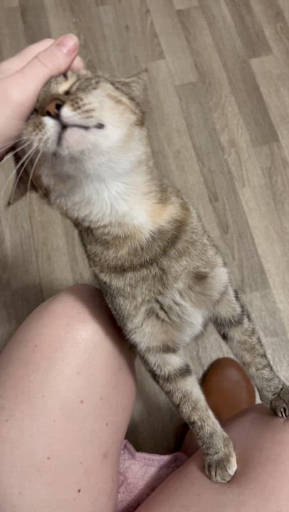 Enlarge Yvette, a Adoptable Domestic Short Hair in Avondale Estates, GA video 2/6