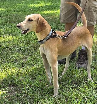 Enlarge Beulah, a ADOPTABLE mixed breed in Canterbury, CT image 4/6