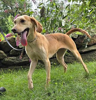 Enlarge Beulah, a ADOPTABLE mixed breed in Canterbury, CT image 2/6
