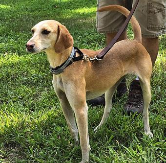 Enlarge Beulah, a ADOPTABLE mixed breed in Canterbury, CT image 6/6