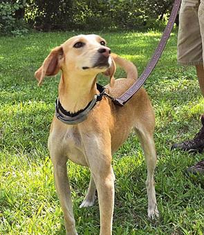 Enlarge Beulah, a ADOPTABLE mixed breed in Canterbury, CT image 1/6