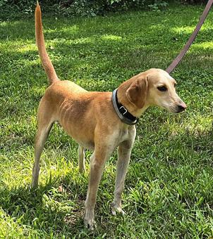 Enlarge Beulah, a ADOPTABLE mixed breed in Canterbury, CT image 3/6