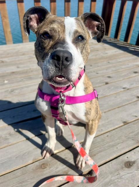 CLEO, Adoptable, Adult Female Boxer & Pit Bull Terrier.