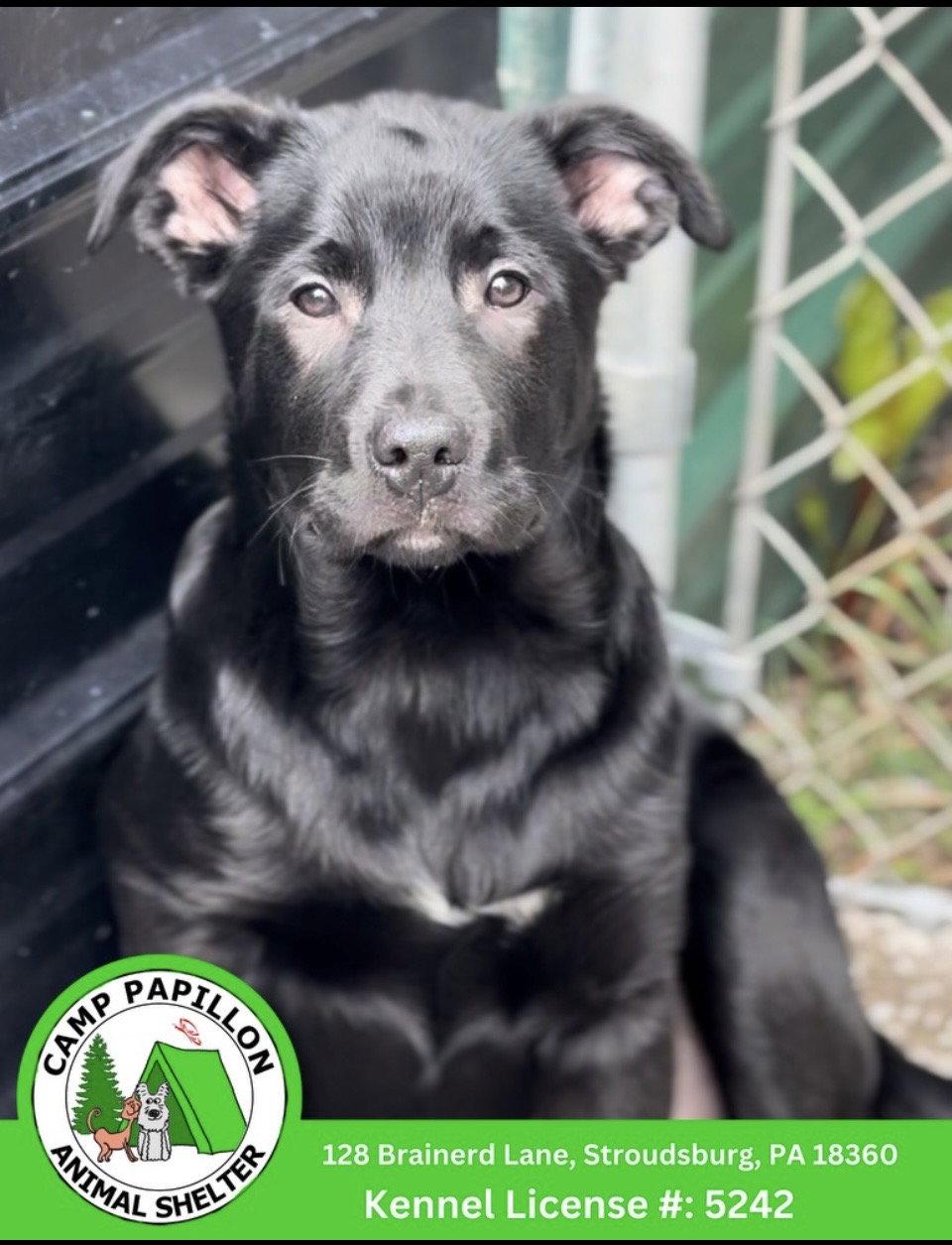 Hemi, Adoptable, Young Male Australian Shepherd.