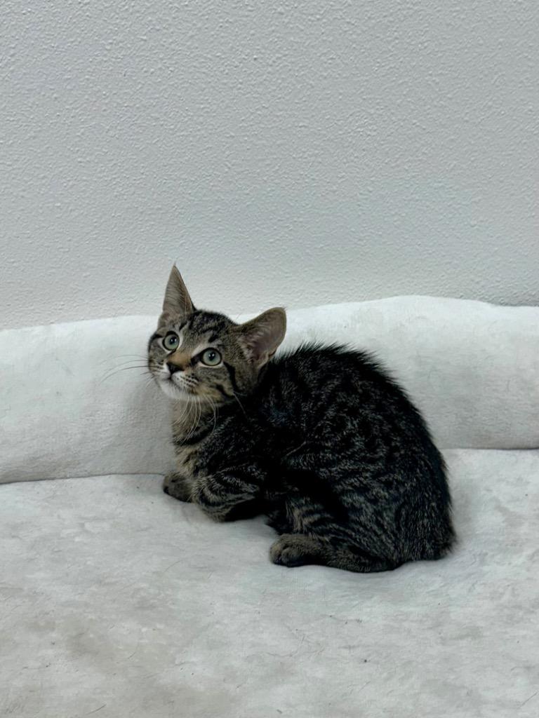 Missy @ PetSmart Walker Rd, Adoptable, Kitten Female Tabby.