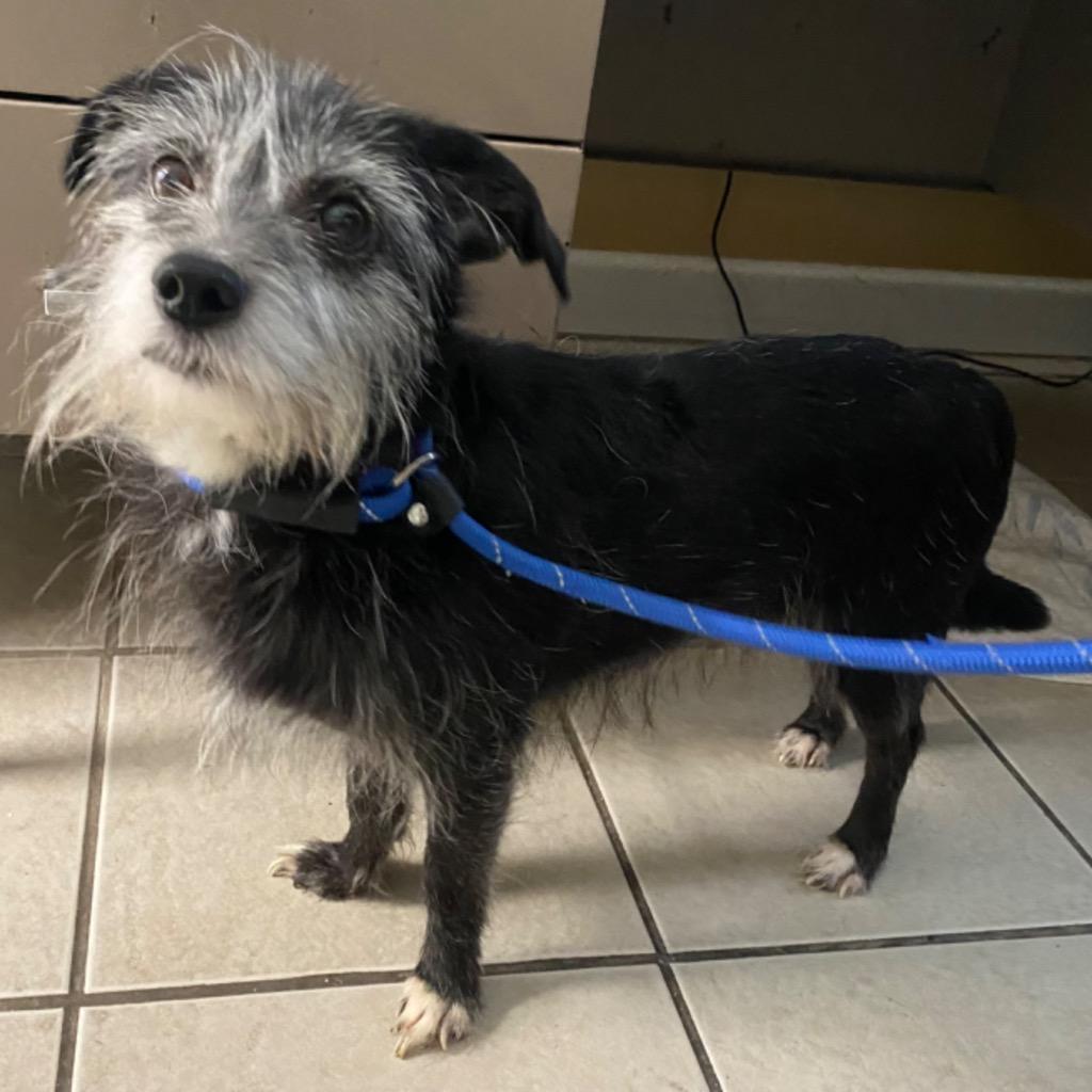 Mickey, Adoptable, Adult Male Chihuahua & Terrier.