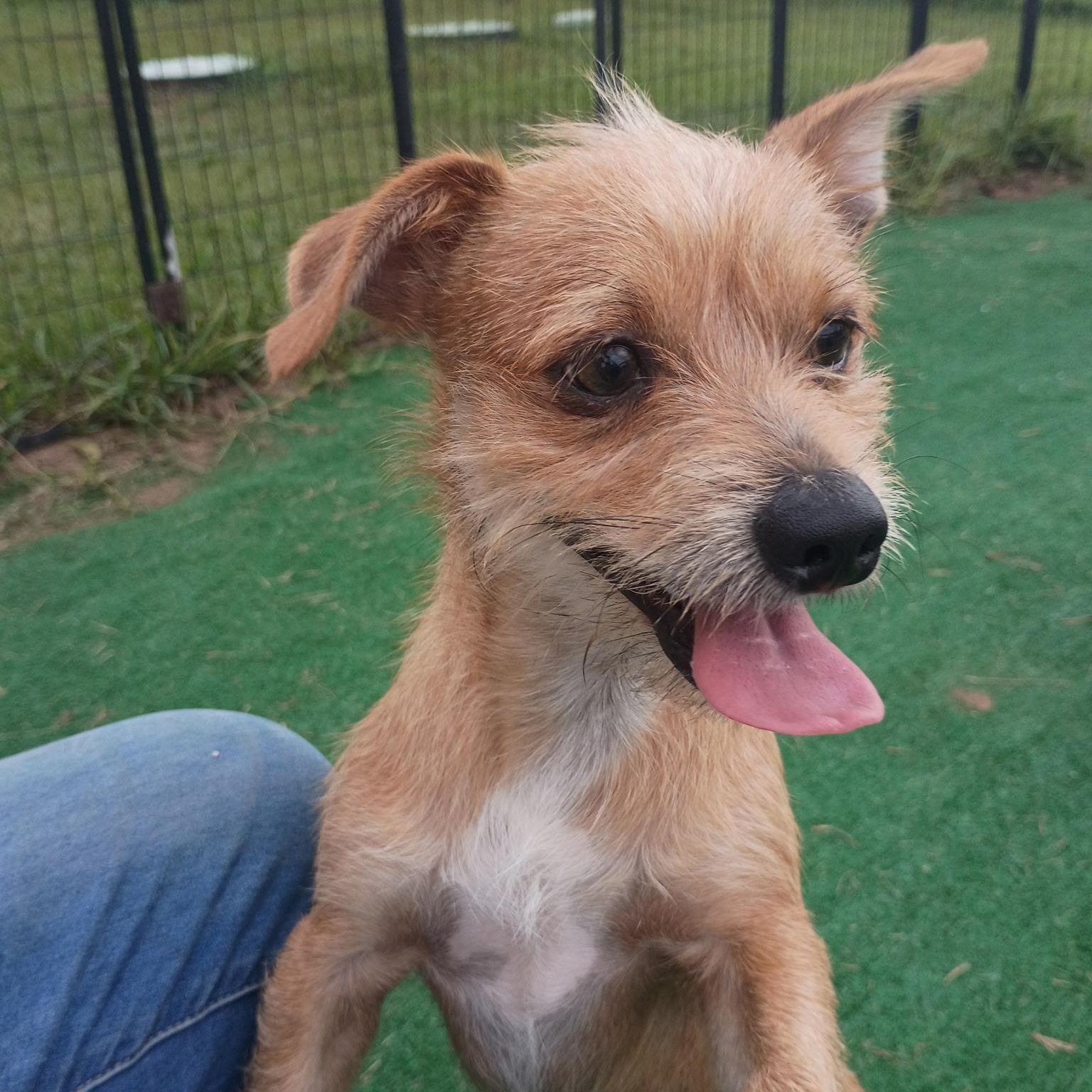 Gage-Loves a good zoomie, Adoptable, Young Male Border Terrier.