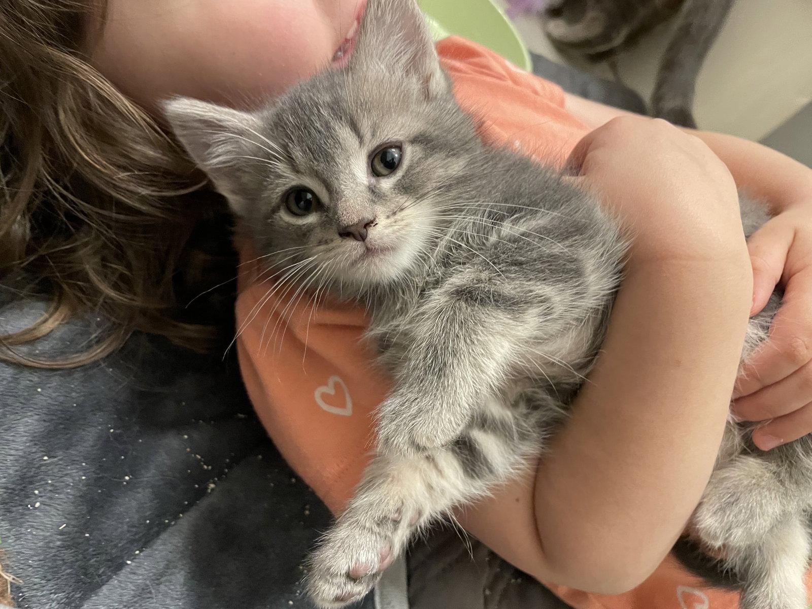 Skipper, Adopted, Kitten Male Domestic Short Hair.