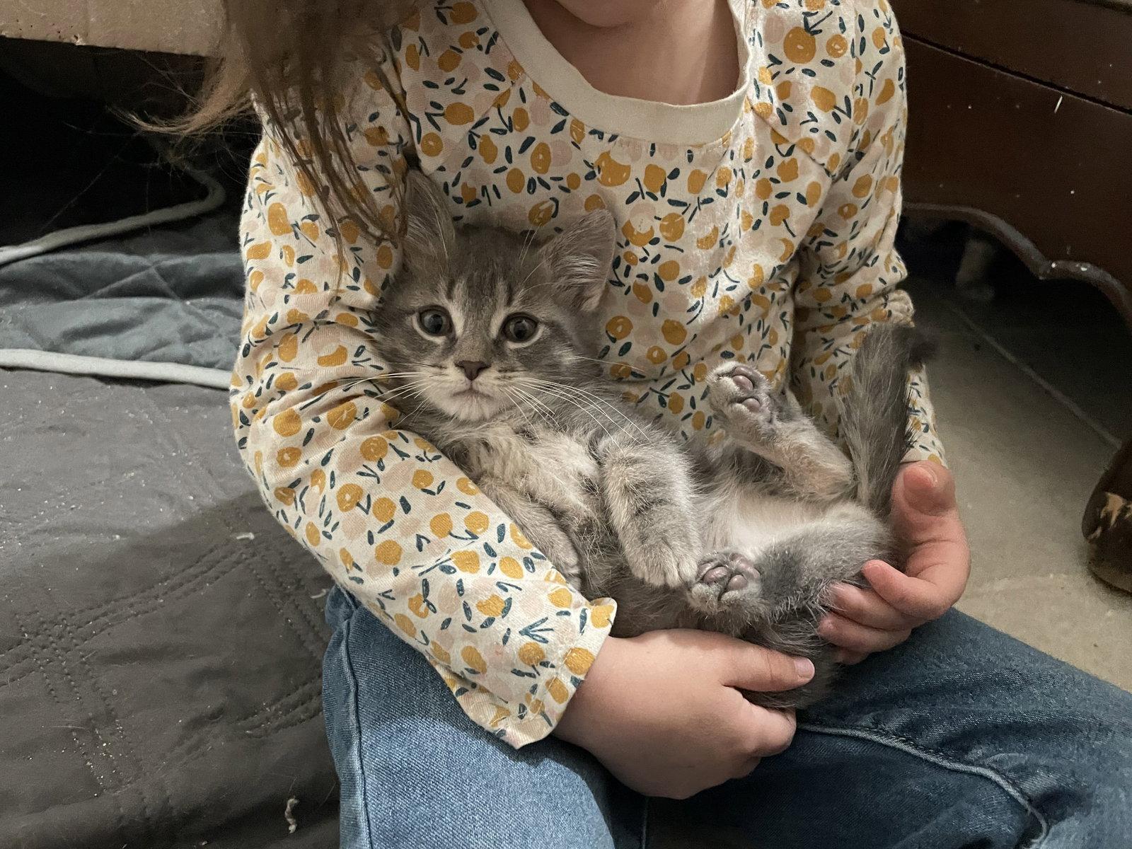 Skipper, a Adopted Domestic Short Hair in Walled Lake, MI image 2/3