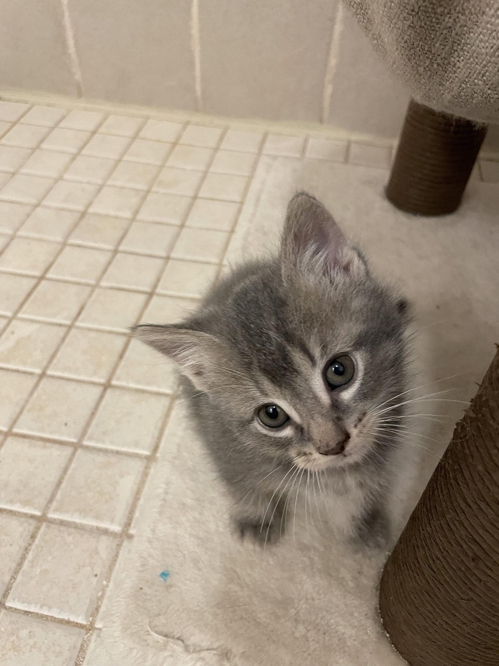 Skipper, a Adopted Domestic Short Hair in Walled Lake, MI image 3/3