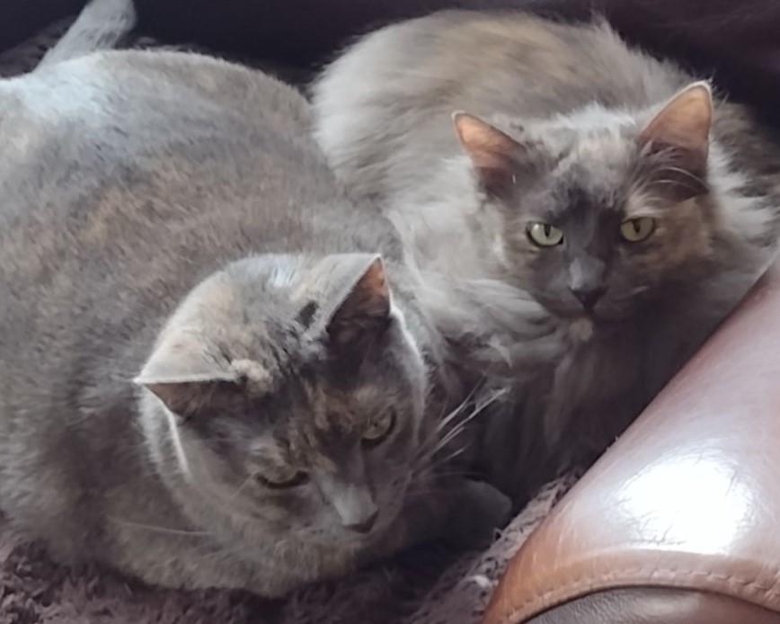 Sheba, Adoptable, Adult Female Domestic Short Hair.