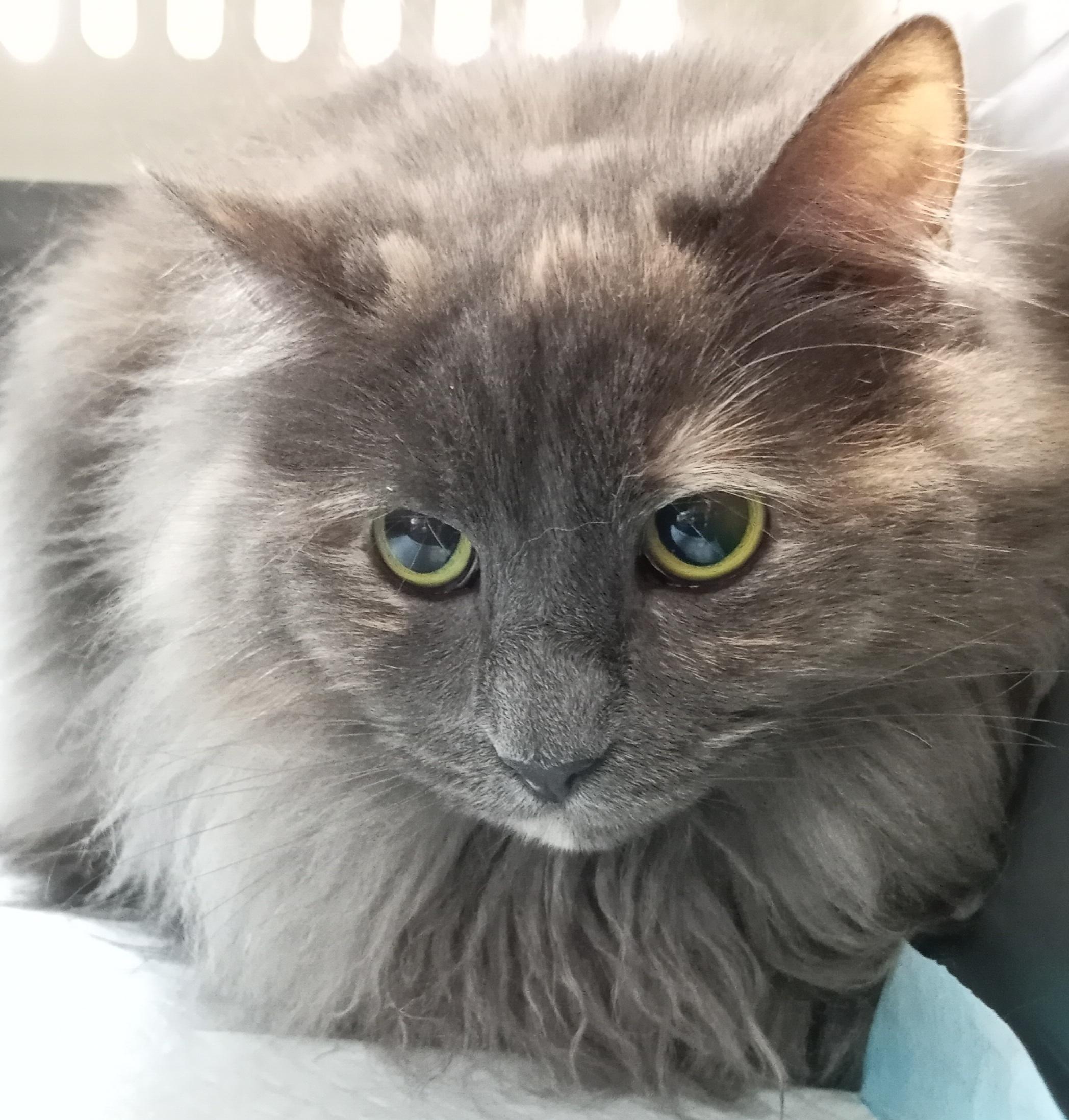 Enlarge Sheba, a Adoptable Domestic Short Hair in Mississauga, ON image 3/4