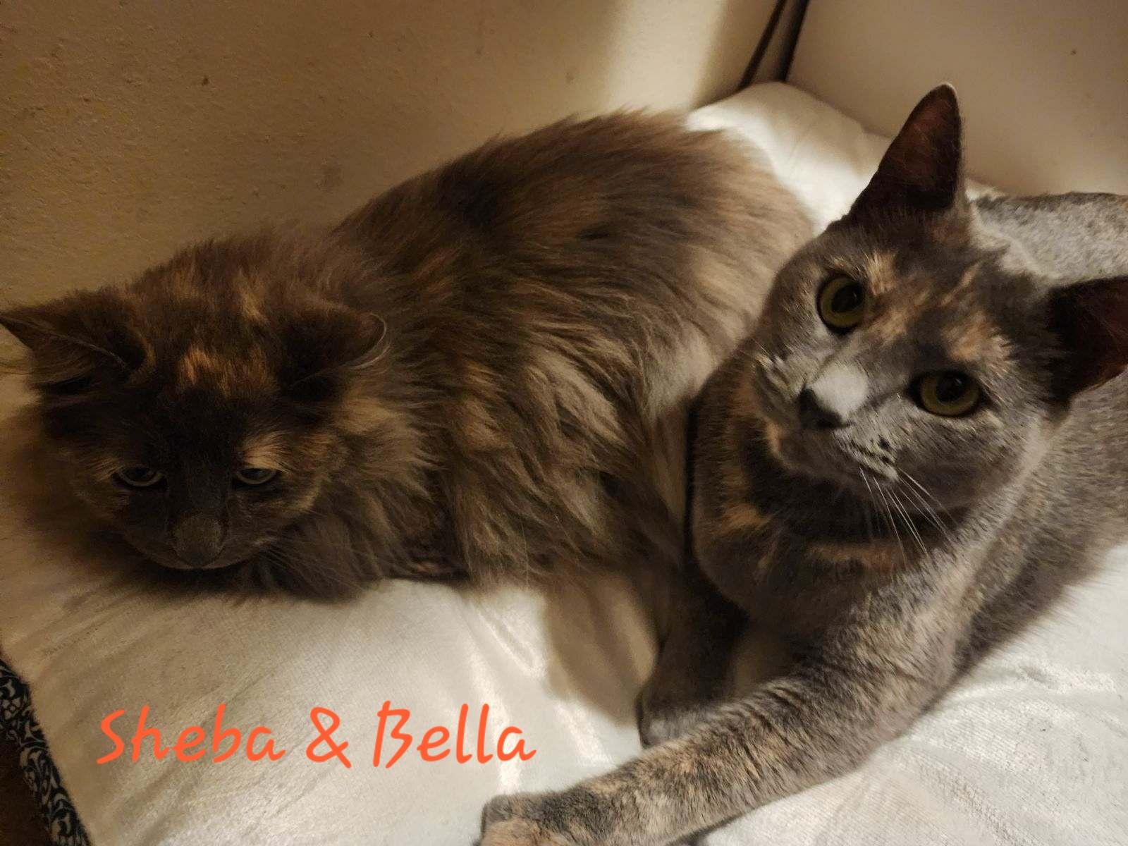 Enlarge Sheba, a Adoptable Domestic Short Hair in Mississauga, ON image 4/4