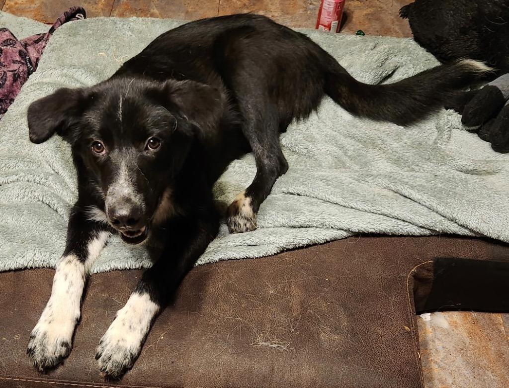 Enlarge Socks, a Adoptable mixed breed in Murray, KY image 1/1