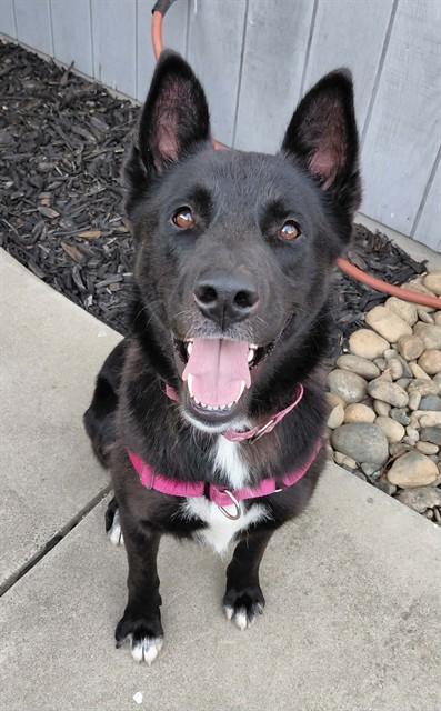 MASON, Adoptable, Adult Male Siberian Husky & German Shepherd Dog.