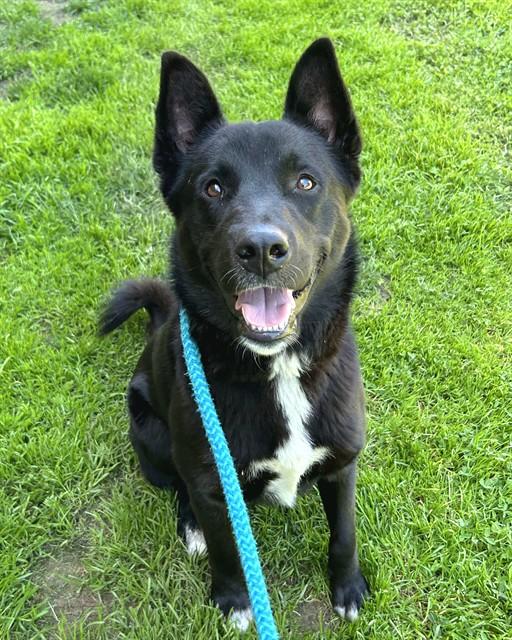 MASON, Adoptable, Adult Male Siberian Husky & Mixed Breed.