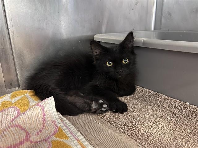 JANINE, Adoptable, Kitten Female Domestic Short Hair.