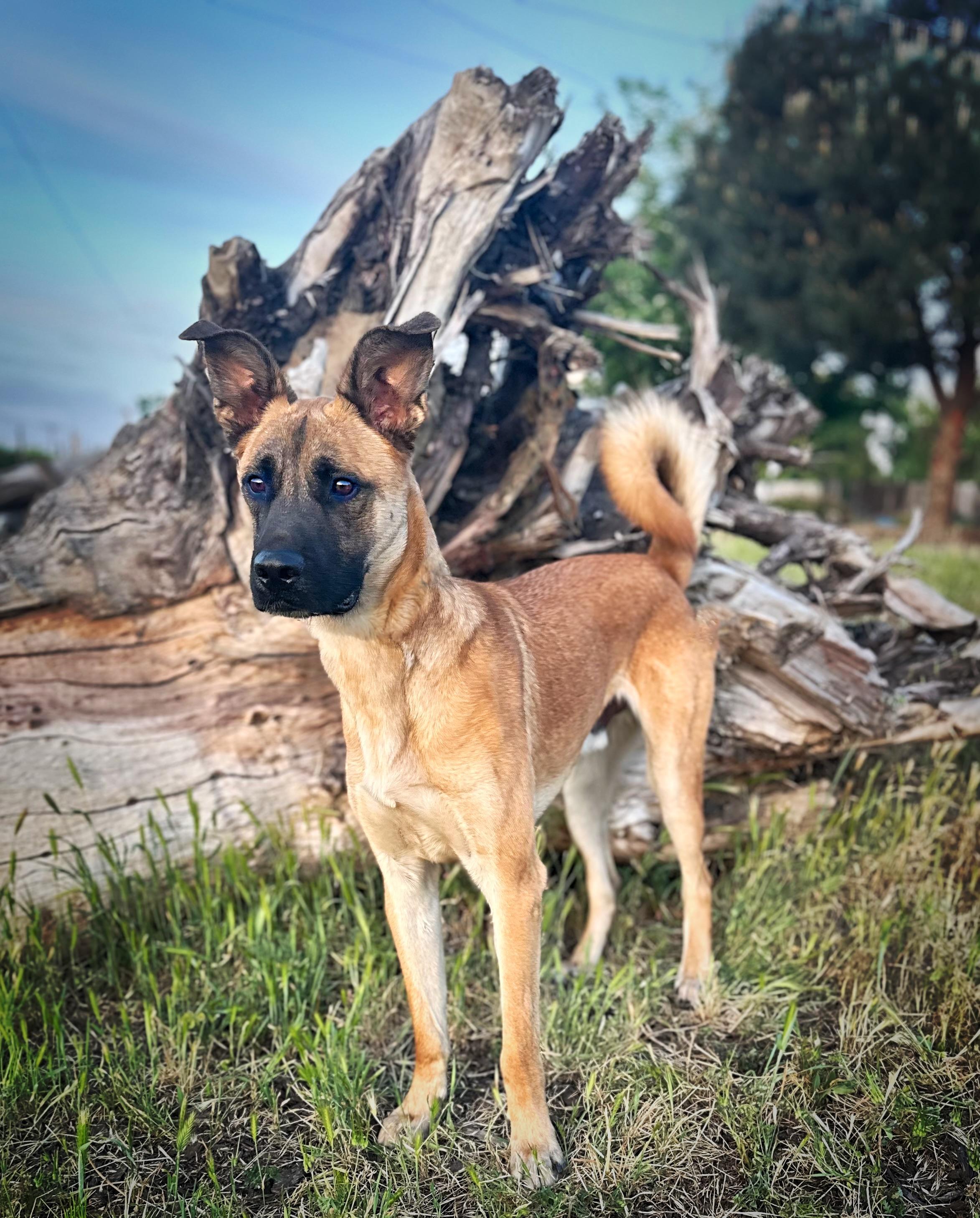 Enlarge Derby, a Adopted mixed breed in Modesto , CA image 2/3