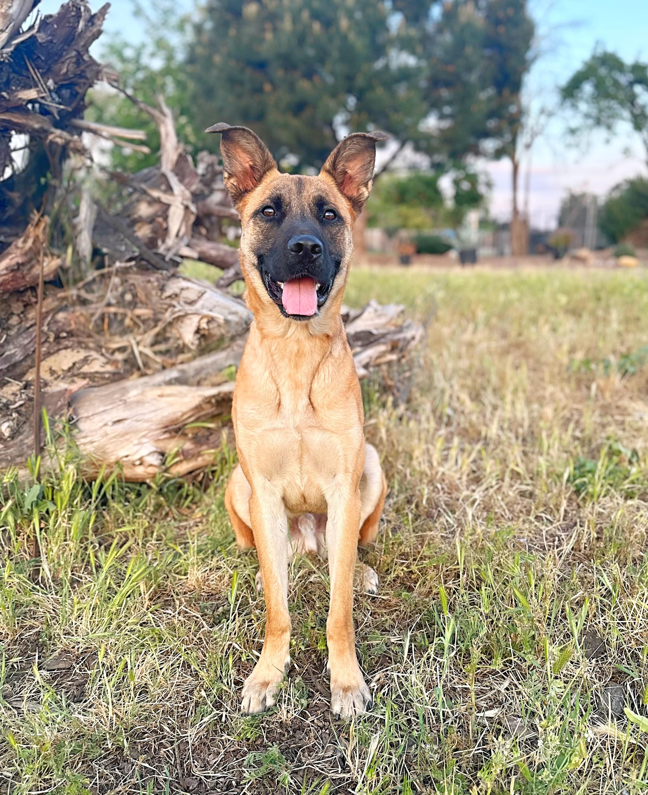 Enlarge Derby, a Adopted mixed breed in Modesto , CA image 1/3