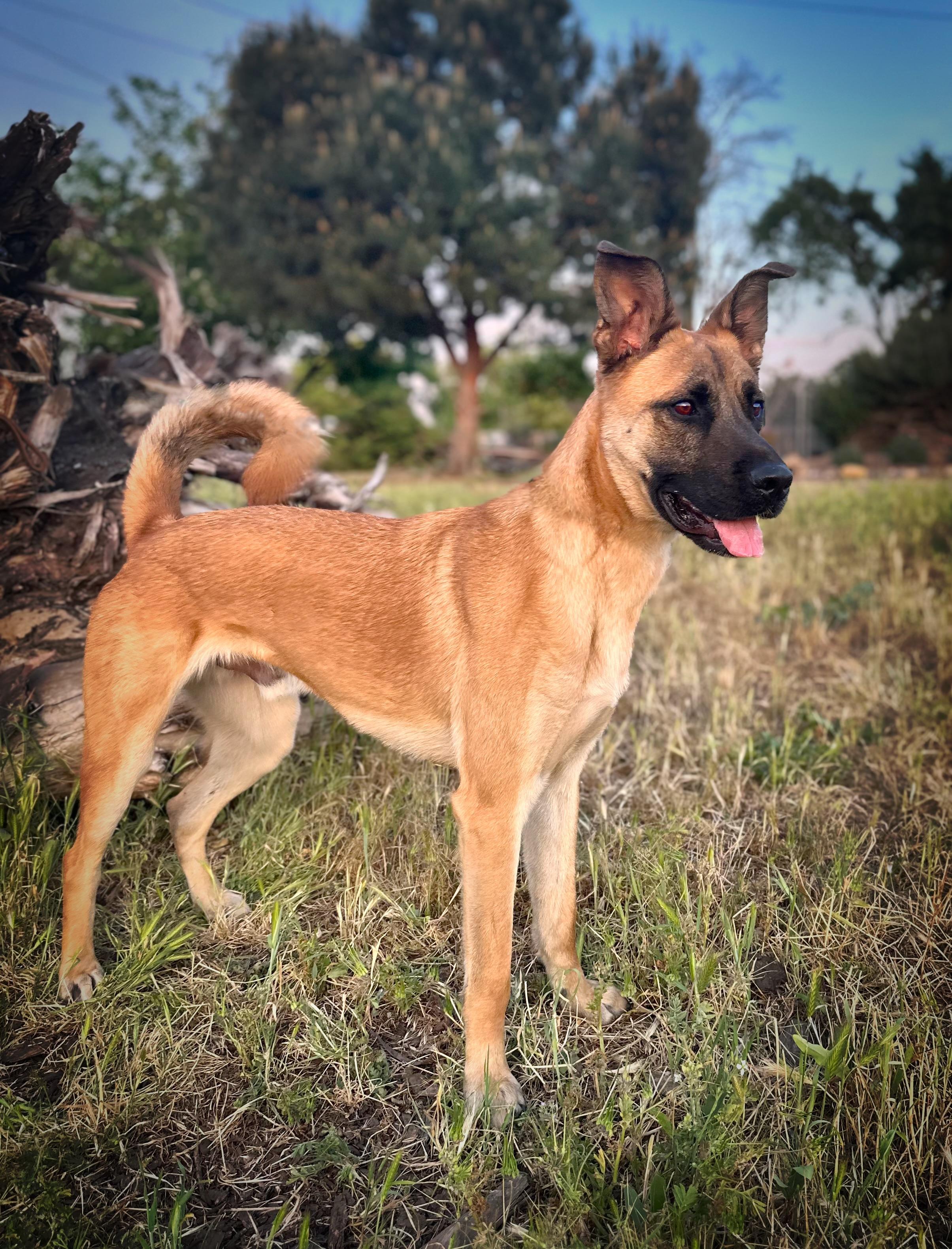 Enlarge Derby, a Adopted mixed breed in Modesto , CA image 3/3