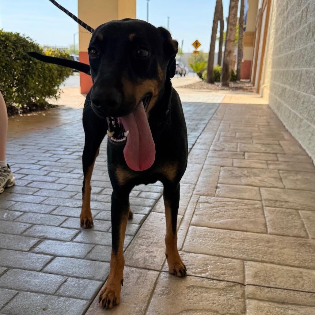 Wynter, a Adoptable mixed breed in Williston, FL image 2/2