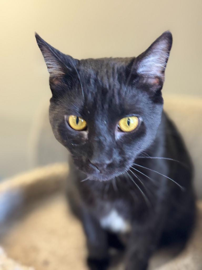 Enlarge Mollie, a Adoptable mixed breed in Algona, IA image 1/5